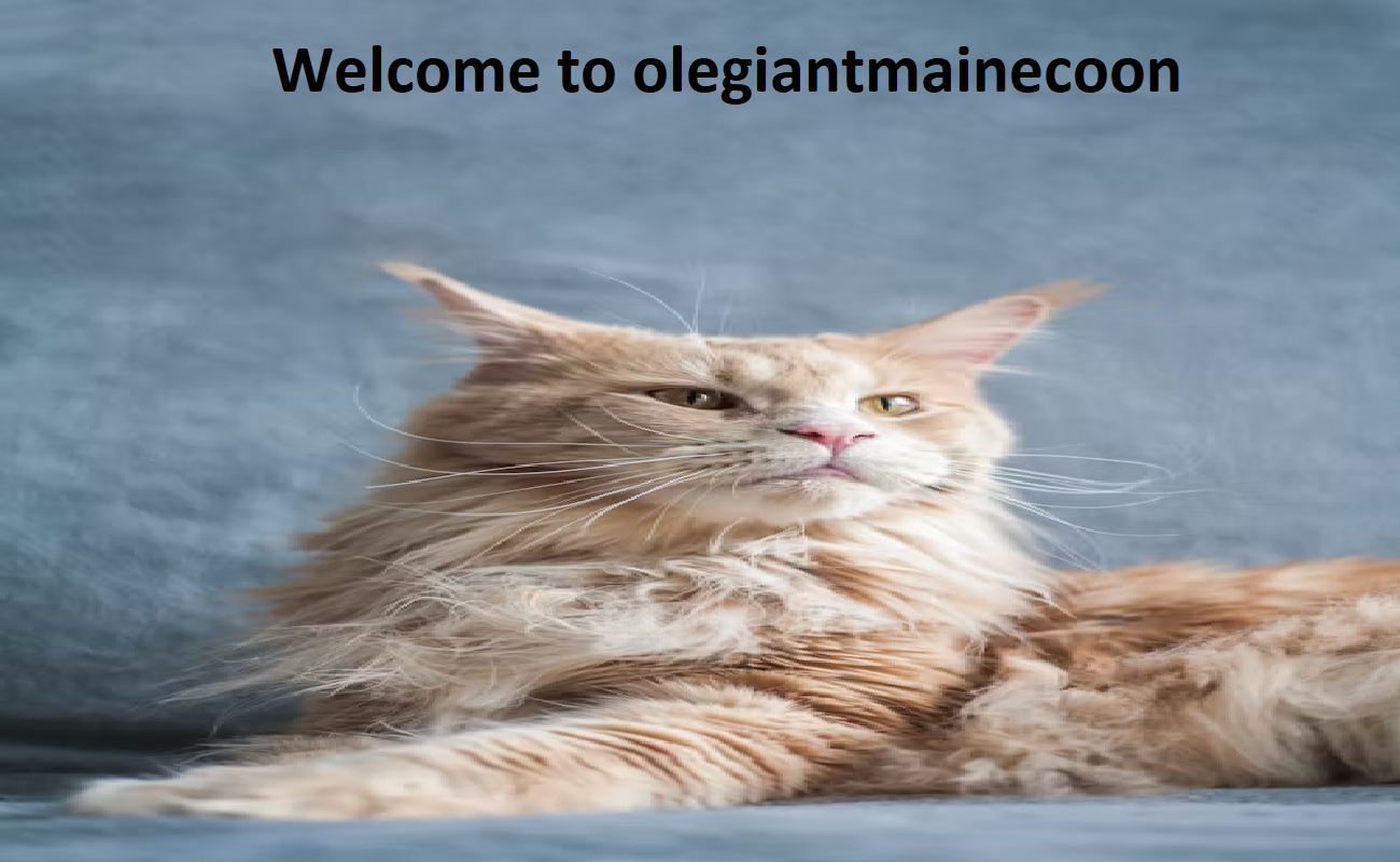 Ole Giant Maine Coon Ole Giant Maine Coon