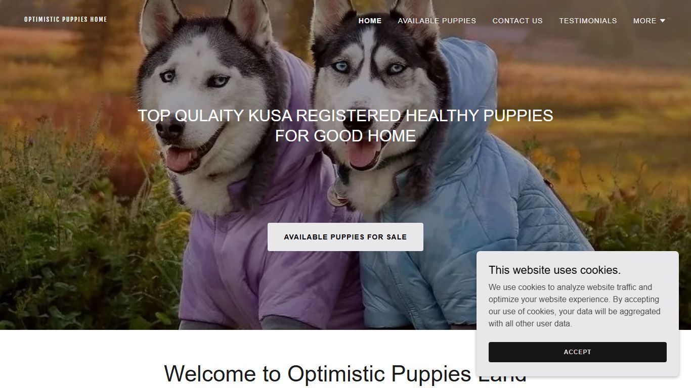 Wellyn-Optimistic Puppies Land Wellyn-Optimistic Puppies Land