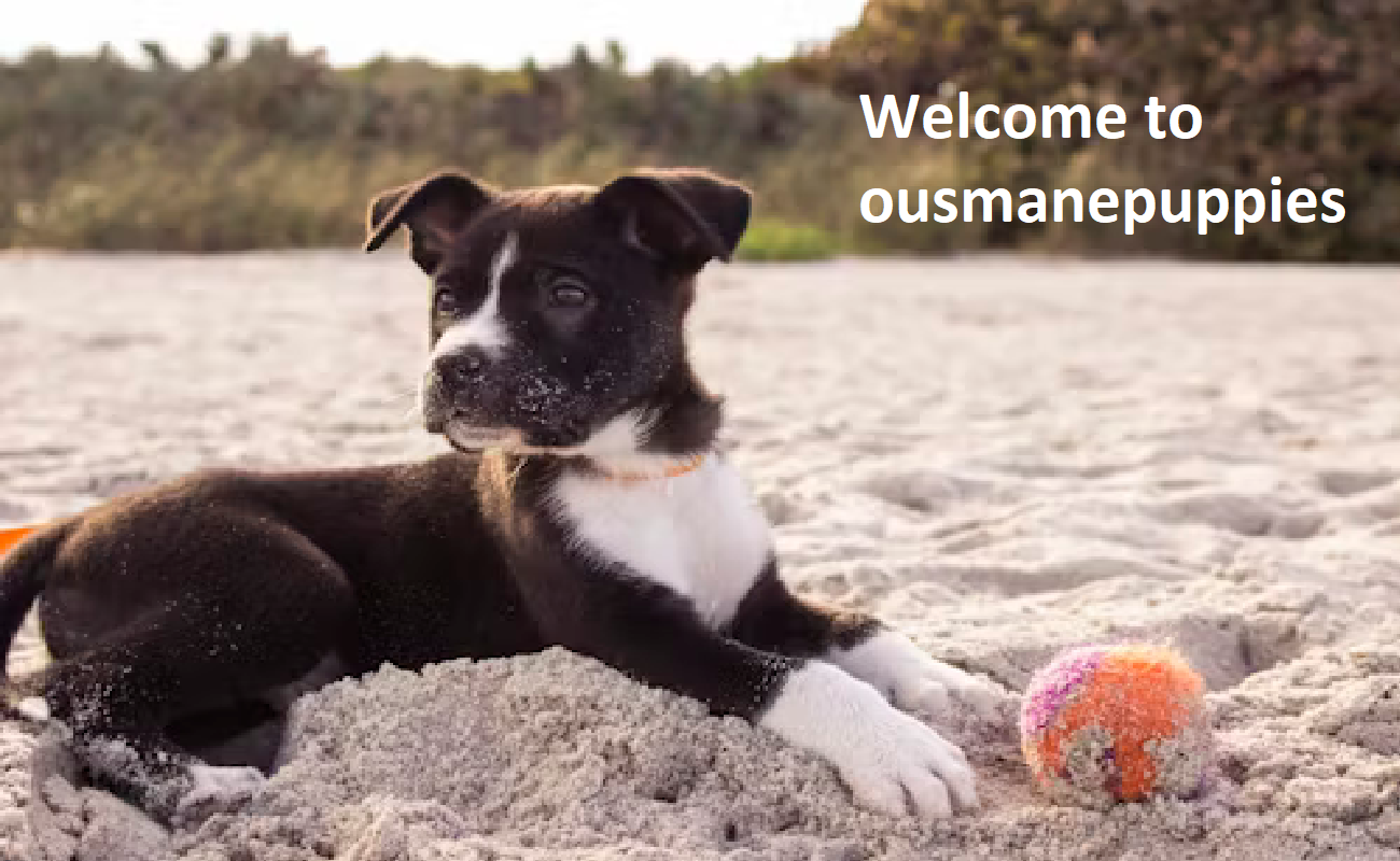Ousmane Puppies