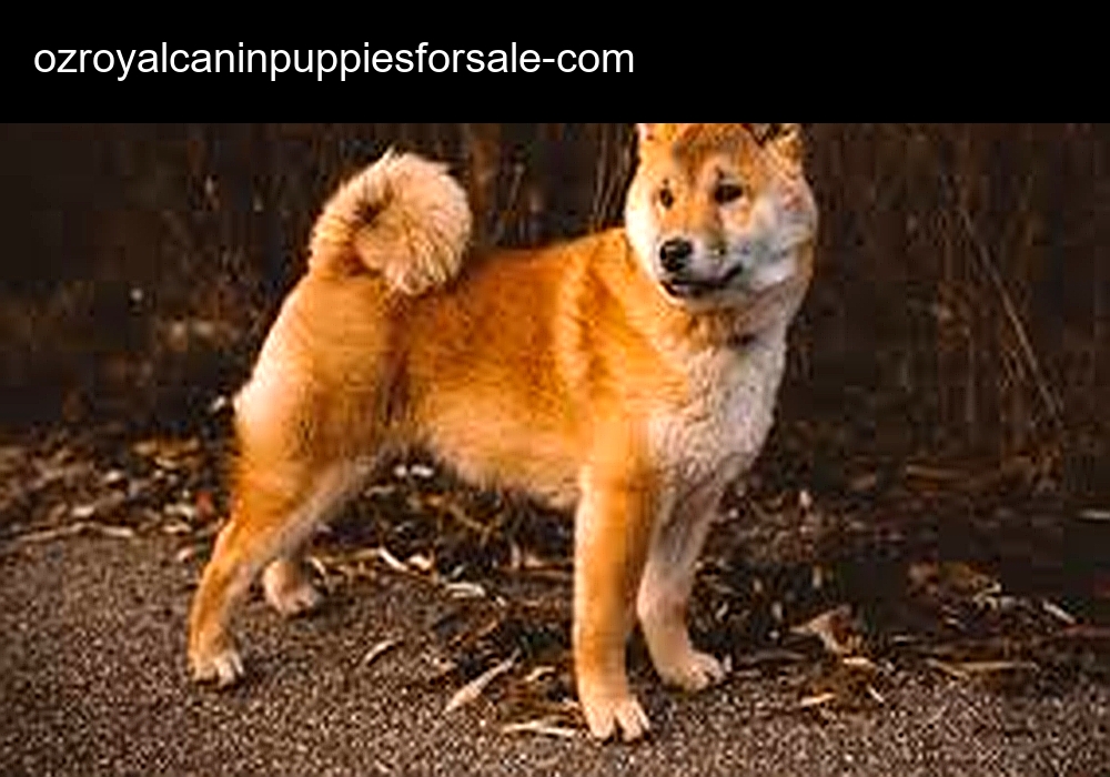 Oz Royal Canin Puppies For Sale
