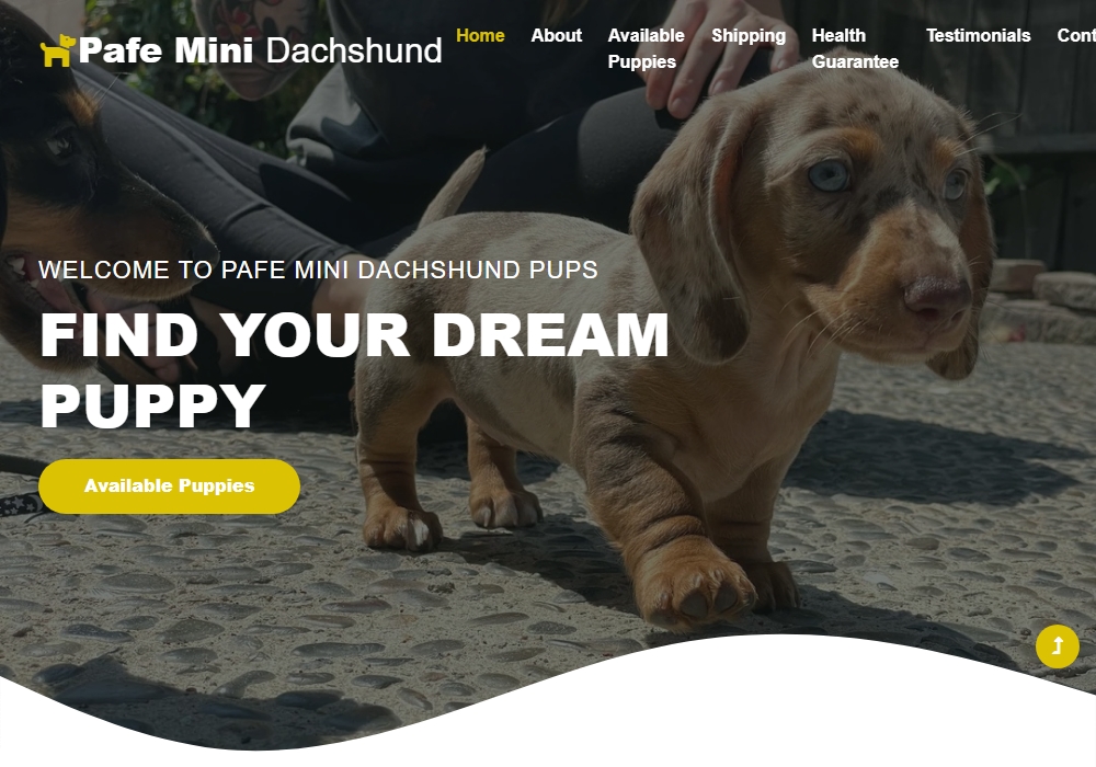 Pafe Mini Dachshund