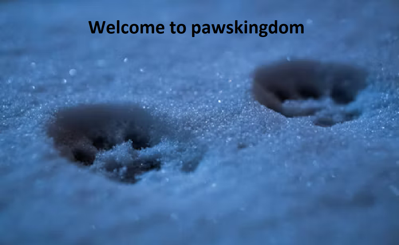 Paws Kingdom Cattery