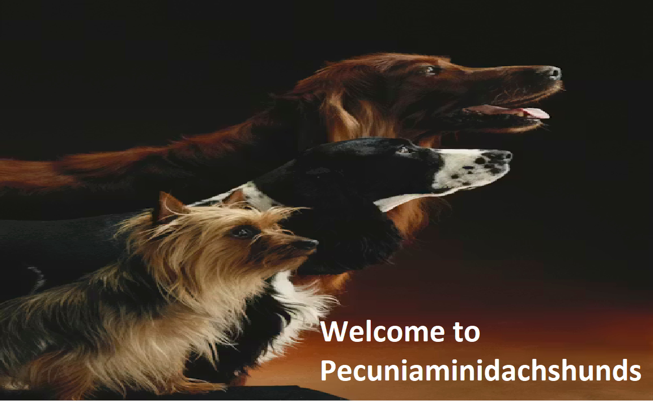 Pecunia Mini Dachshunds Pecunia Mini Dachshunds