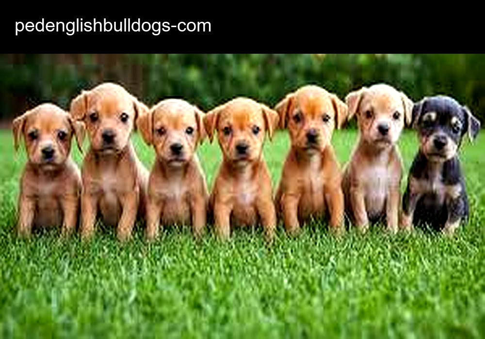 Ped English Bulldog Ped English Bulldog