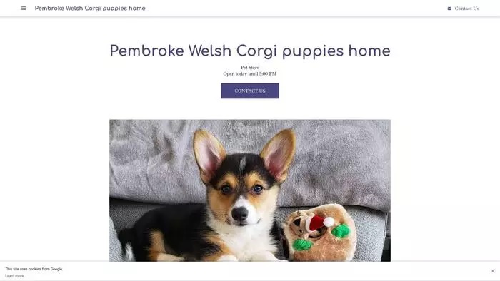 Pem broke welch corgi puppies home