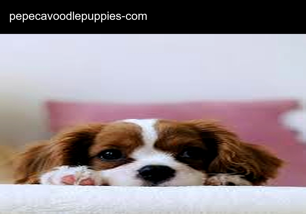 Pepe Cavoodle Puppies