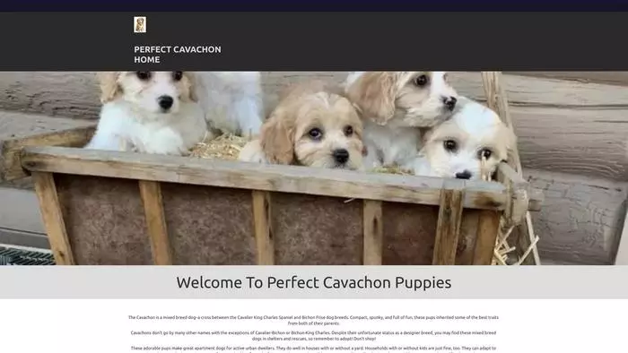 Perfect cavachon puppies