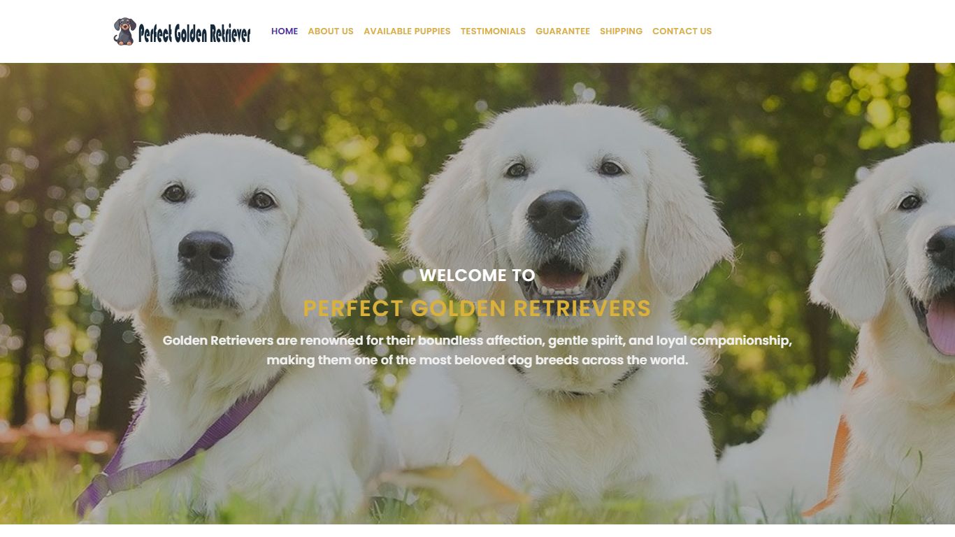 Perfect Golden Retriever