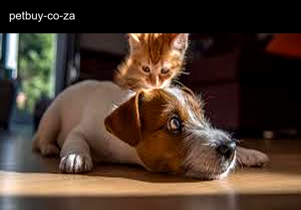 Pet Buy Store