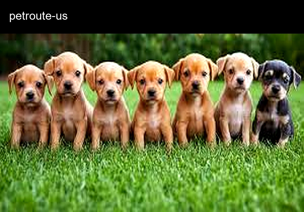 Pet Route Pet Shipper
