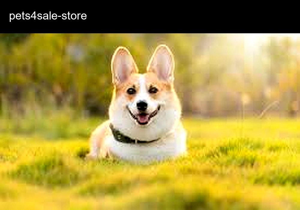 Pets4Sale Breeder