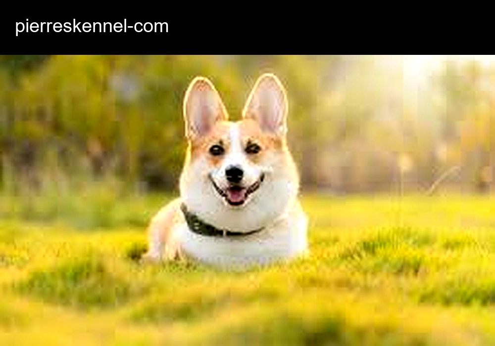 Pierres Kennel Pierres Kennel