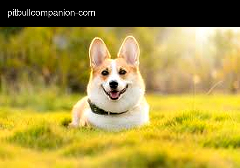 Pitbull Companion