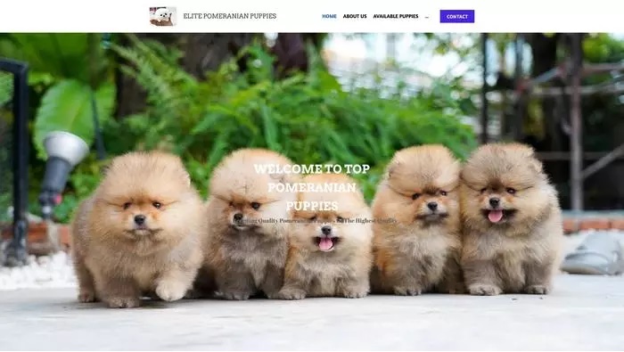 Pomeranian puppies up sale