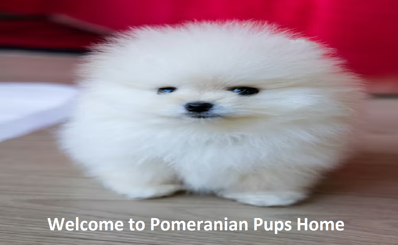 Pomeranian Pups Home