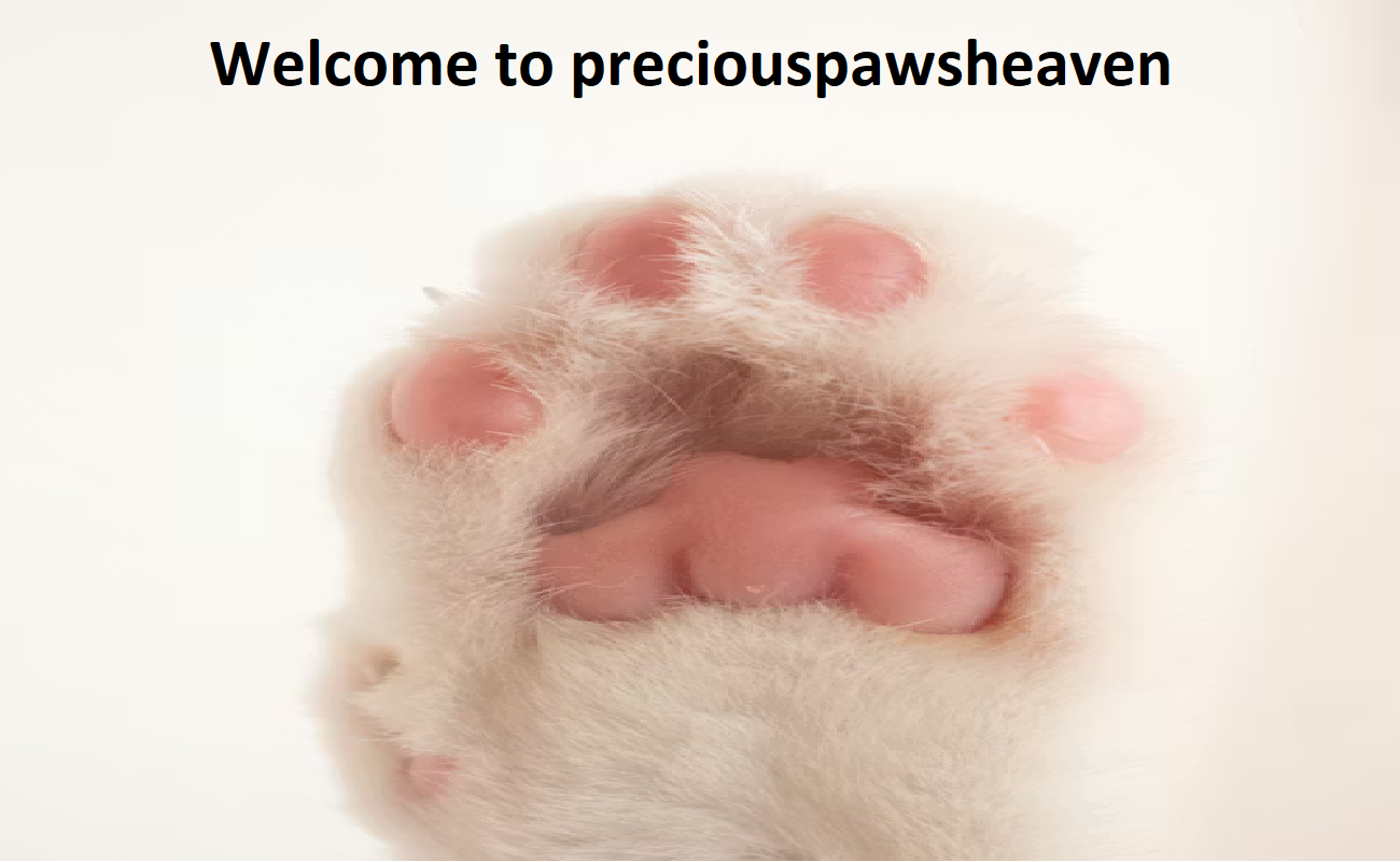 Precious Paws Heaven Breeder
