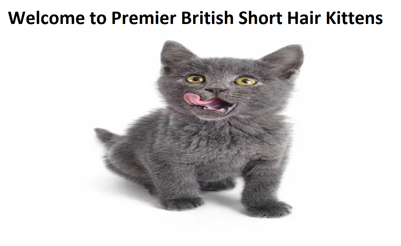 Premier British Shorthairs