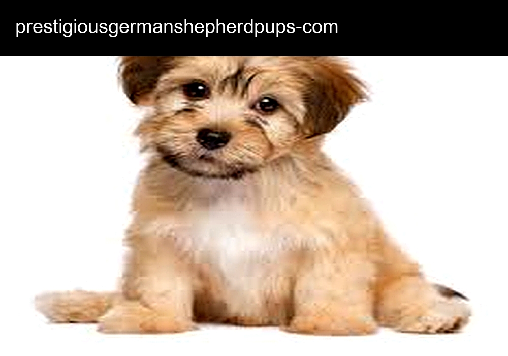 Prestigious German Shepherds