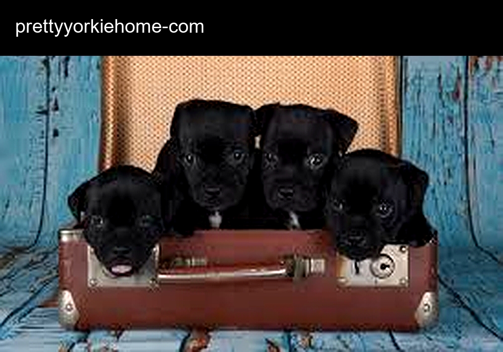 Pretty Yorkie Home