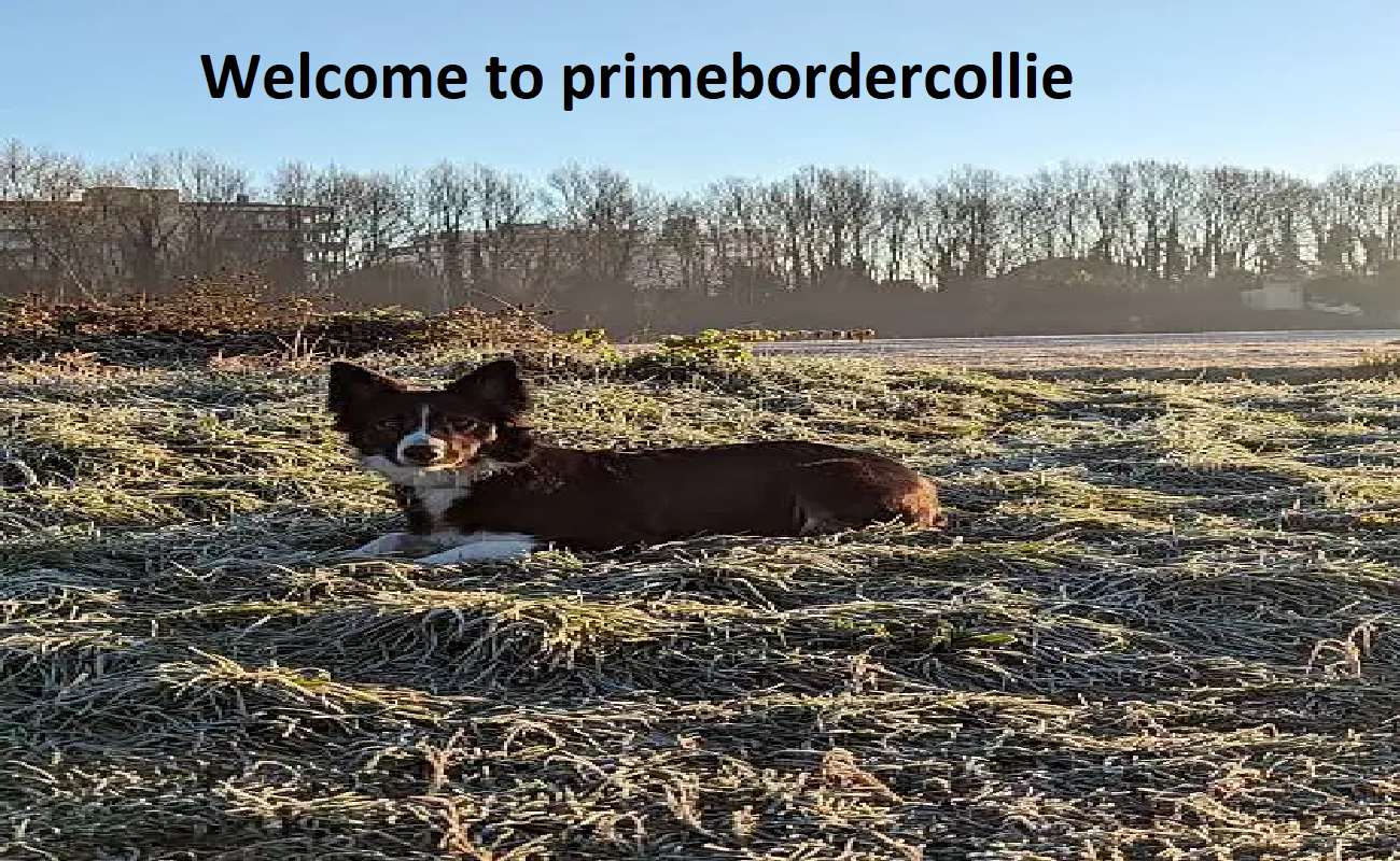 Prime Border Collie Puppies for Sale