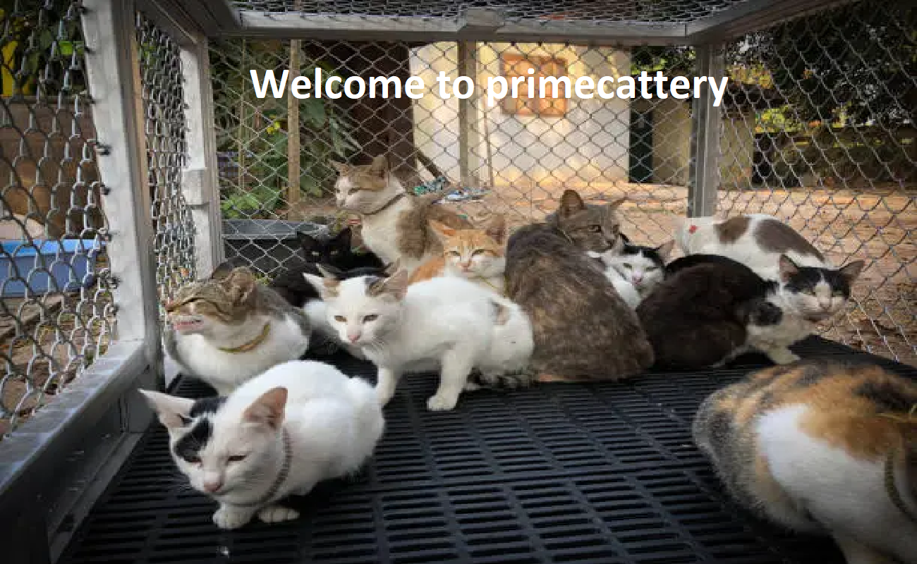 Prime Cattery