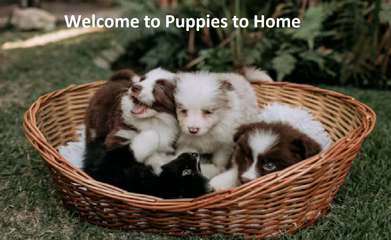 Puppies To Home