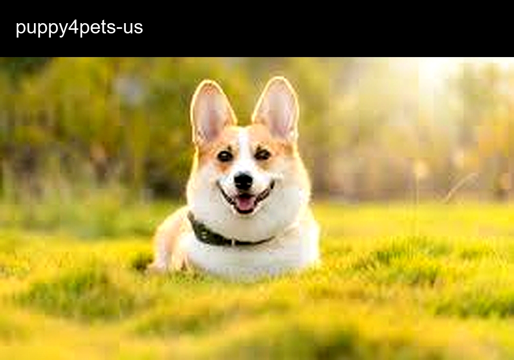 Puppy4pets