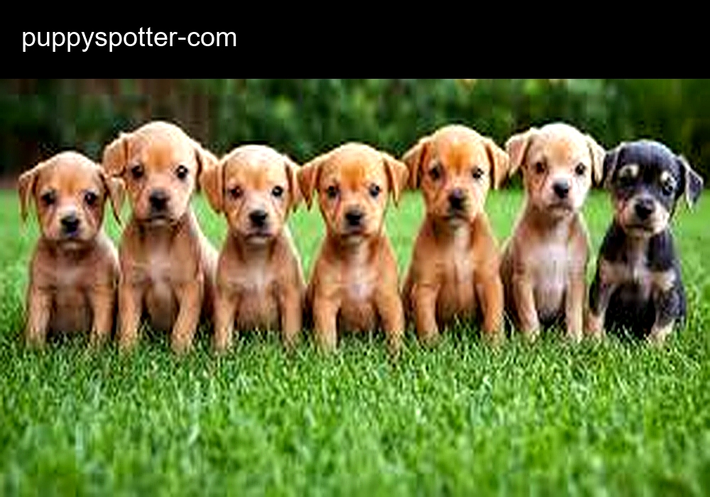 Puppy Spotter