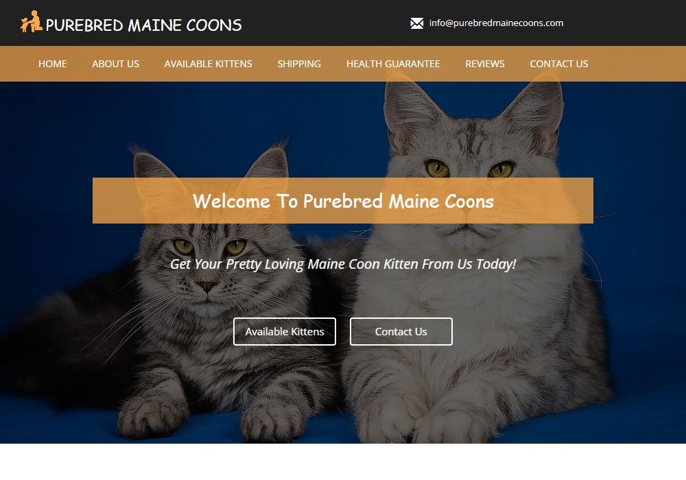 Purebred Maine Coons