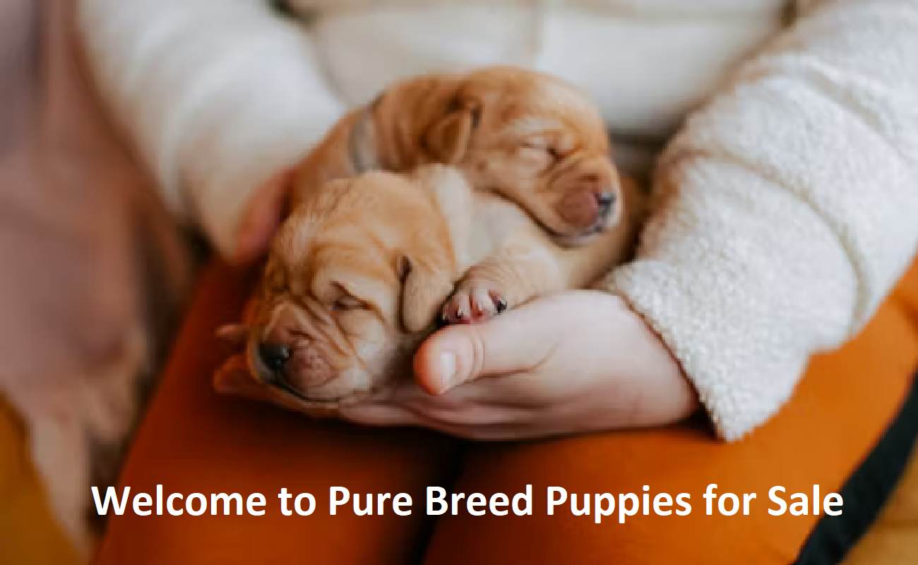 Pure Breed Puppies For Sale