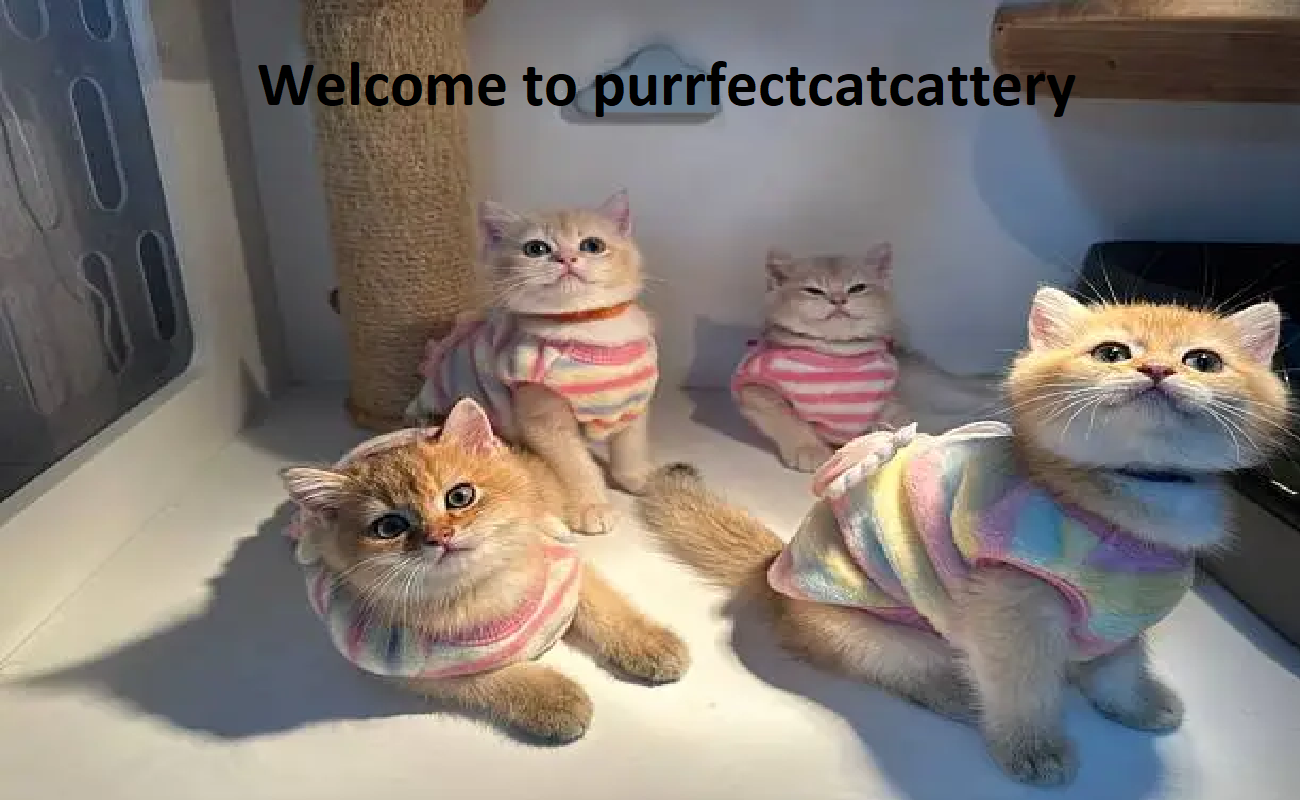 Purrfect Cattery