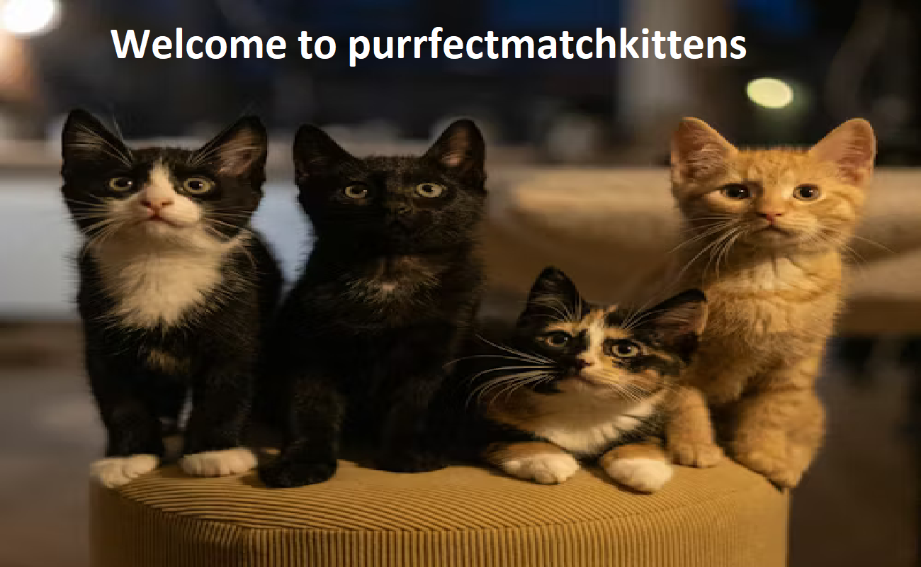 Purrfect Match Kittens