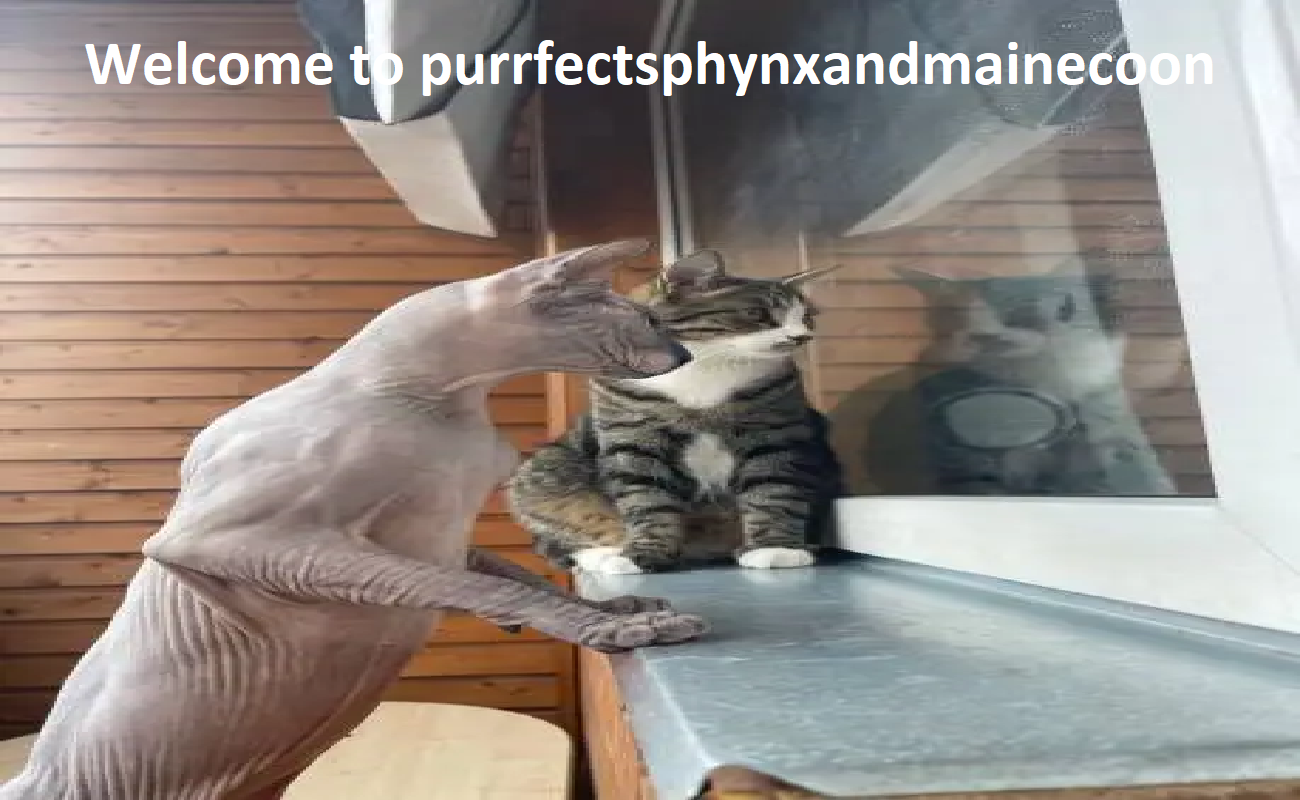 Purrfect Sphynx and Maine Coon