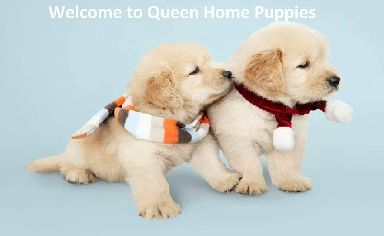 Queen Home Puppies