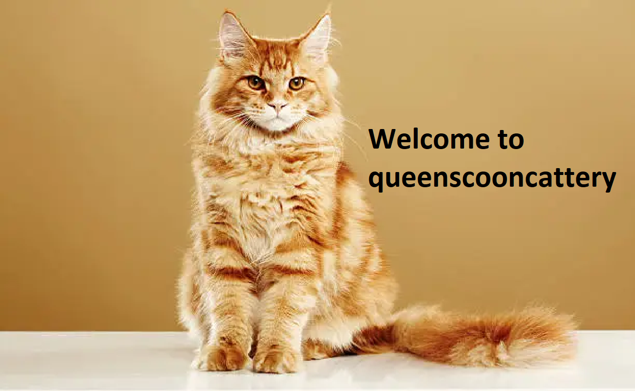 Queens Maine Coon Cattery Queens Maine Coon Cattery