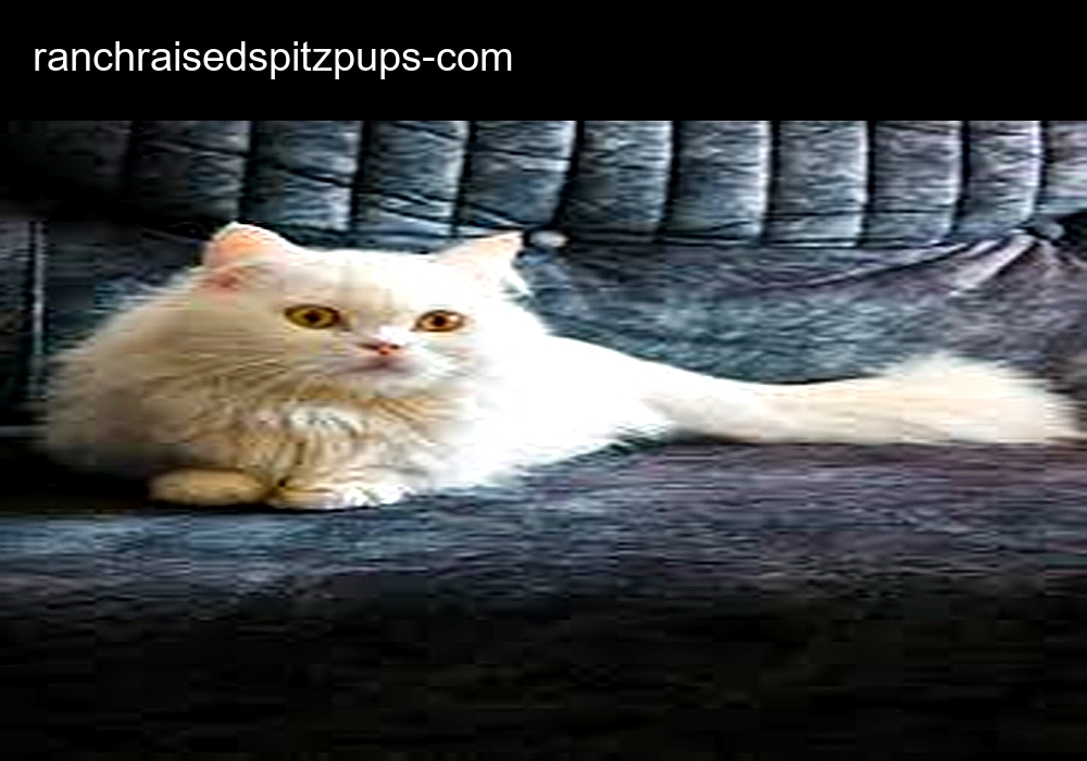 Japanese Spitz Home Japanese Spitz Home