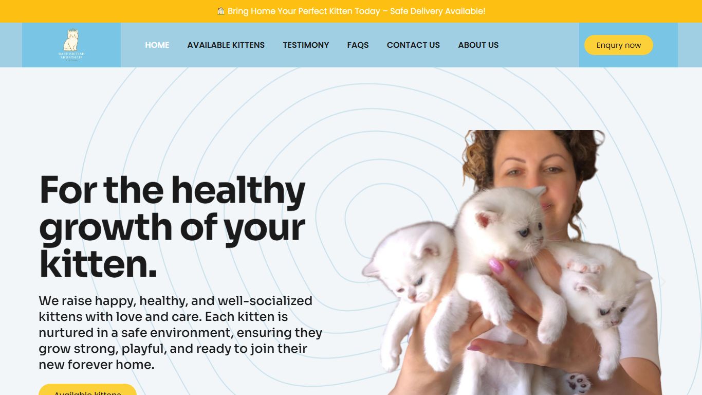 Rare British Shorthair Kittens