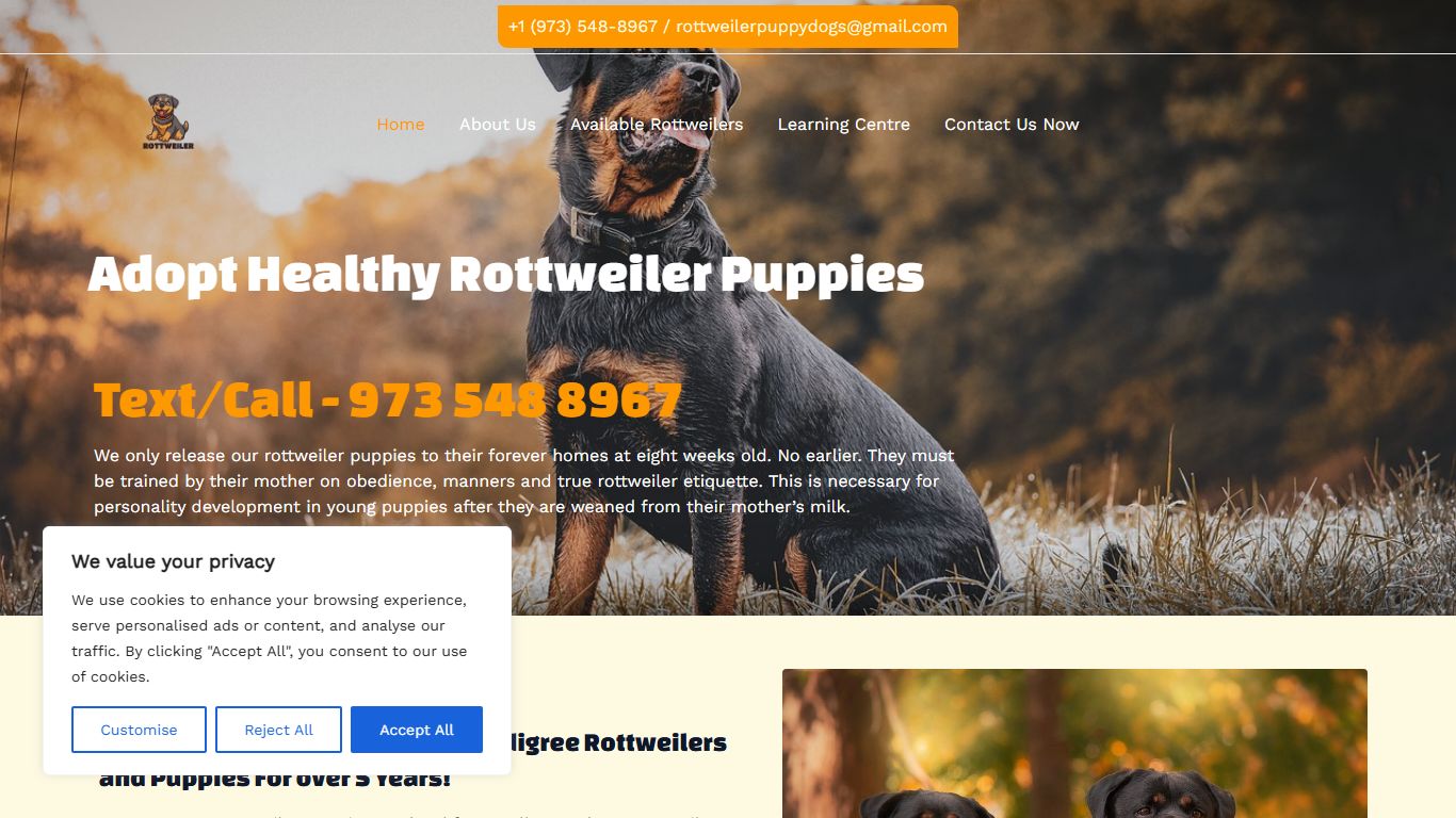 Rottweiler Puppy Dogs