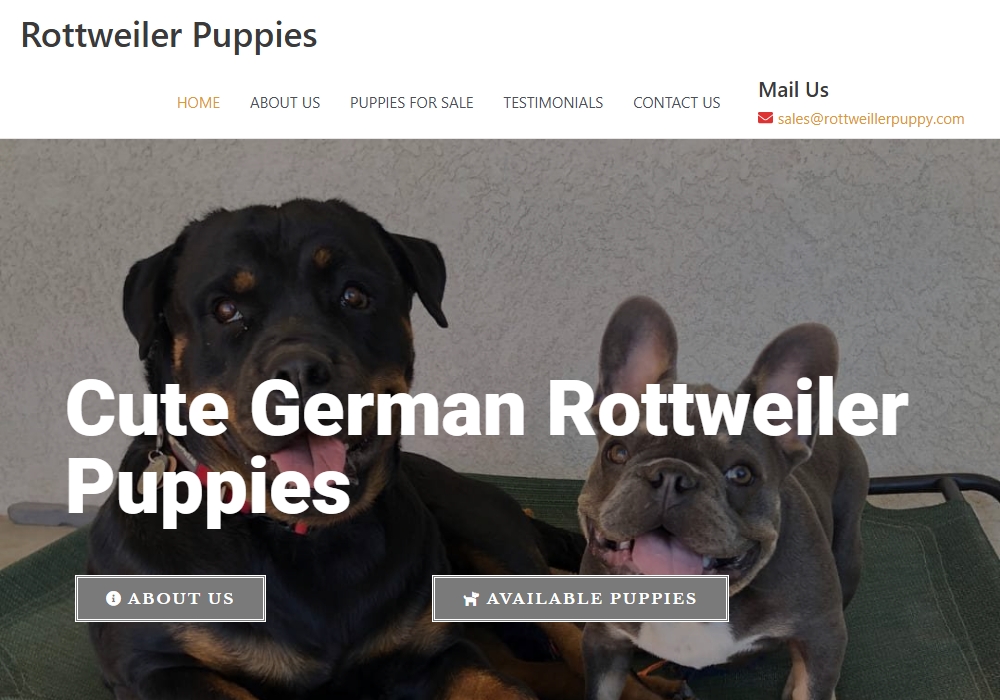 Rottweiler Puppies