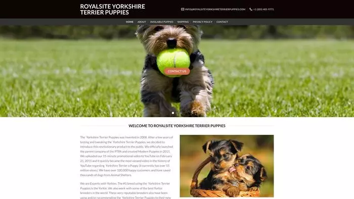 Royal site yorkshire terrier puppies