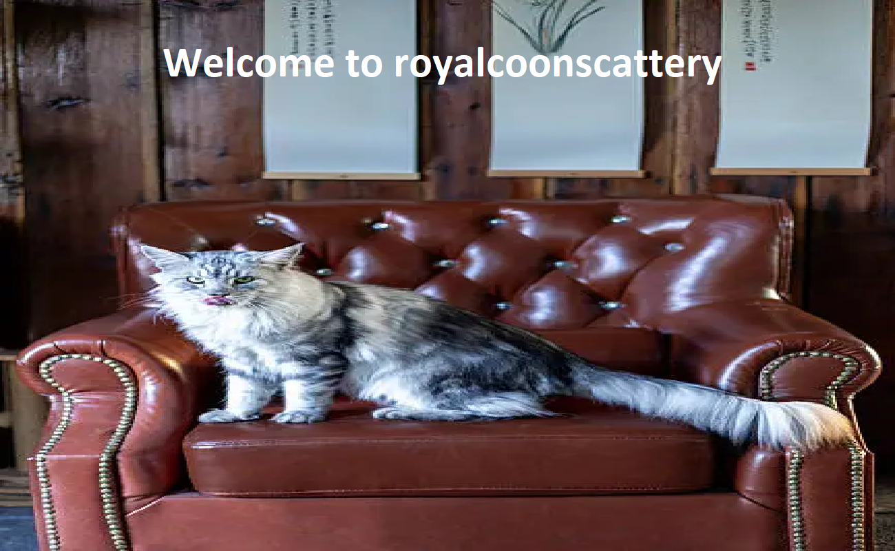 Royal Maine Coons Cattery Breeder