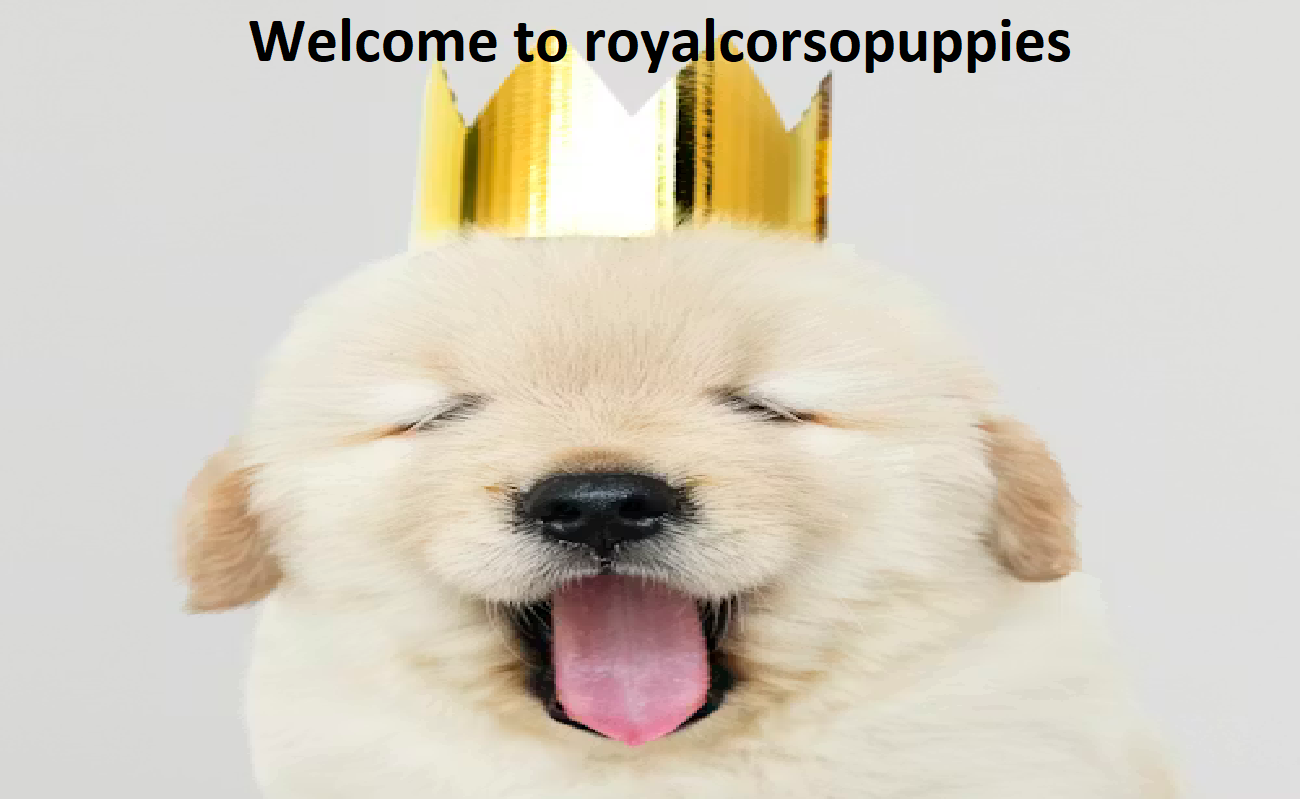 Royal Corso Puppies