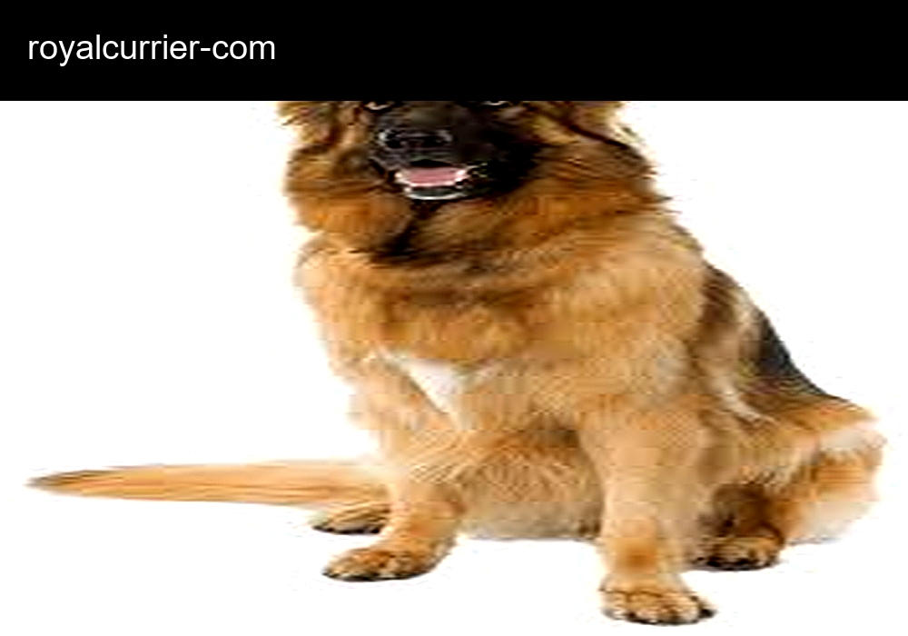 Royal Express Currier Breeder