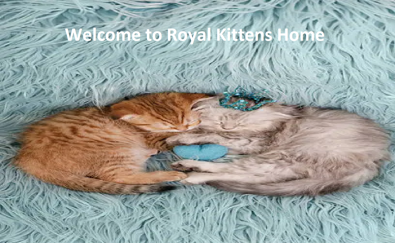 Royal Kittens Home