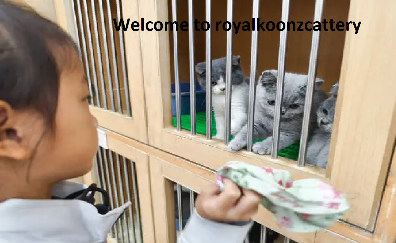 Prestigious Coons Cattery