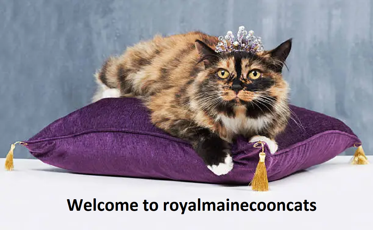 Royal Maine Coons Cattery