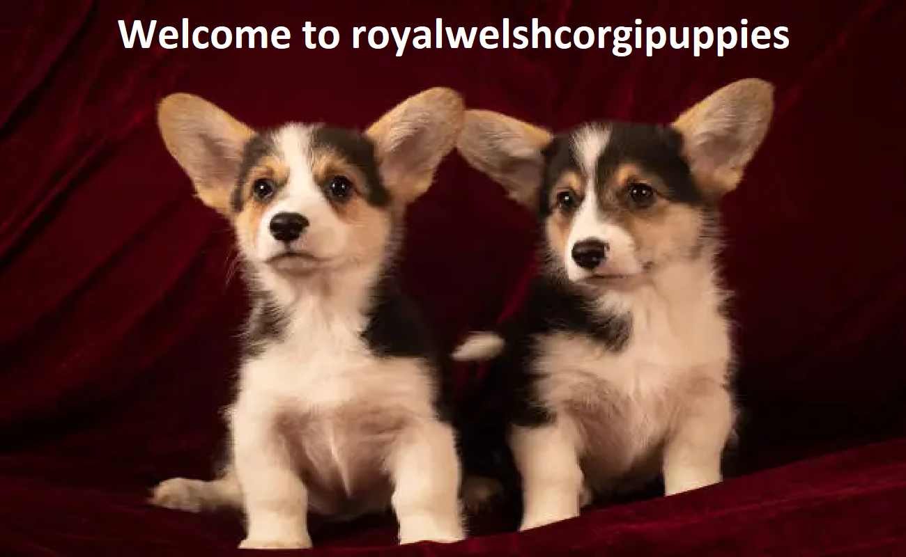 Royal Wlesh Corgi Puppies