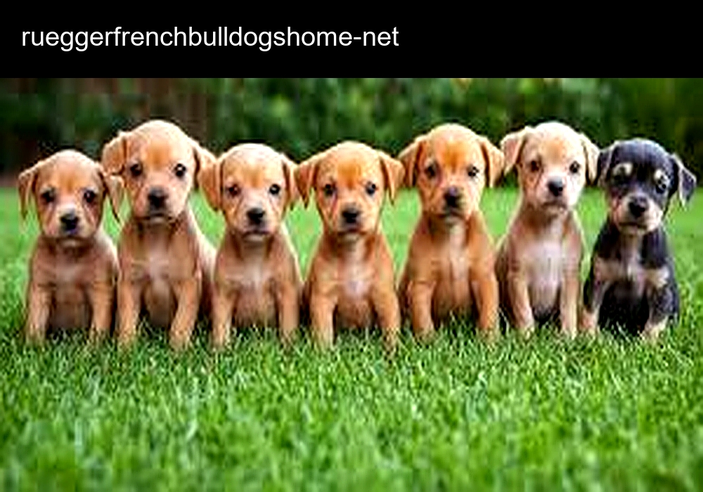 French Bulldogs Home