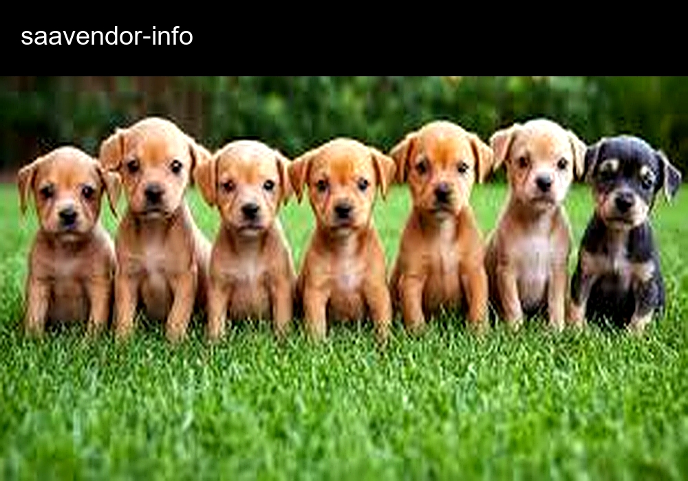 Blue French Puppies