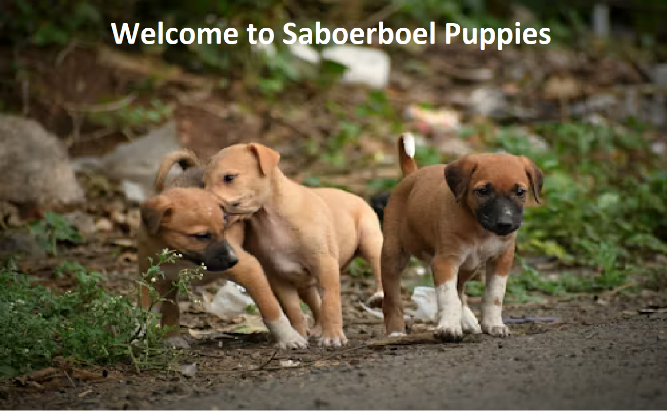 SA Boerboel Puppies